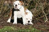 BULLDOG ANGLAIS 051